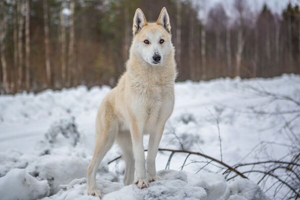 西シベリア原産のライカ犬種、ウエスト・シベリアン・ライカ　森で狩猟中 - Sputnik 日本