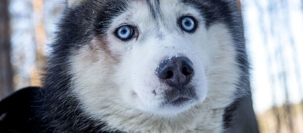 研究者が解明 家に犬がいることはなぜ子どもの発達に有益なのか 研究者が解明 家に犬がいることはなぜ子どもの発達に有益なのか - Sputnik 日本