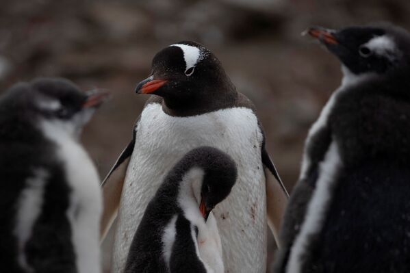 ジェンツーペンギンのコロニー　南極・スノー島にて - Sputnik 日本