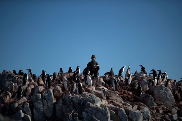 保存生物学者のスティーブ・フォレスト氏　ヒゲペンギンの数を数える 　アンヴァース島にて　 - Sputnik 日本