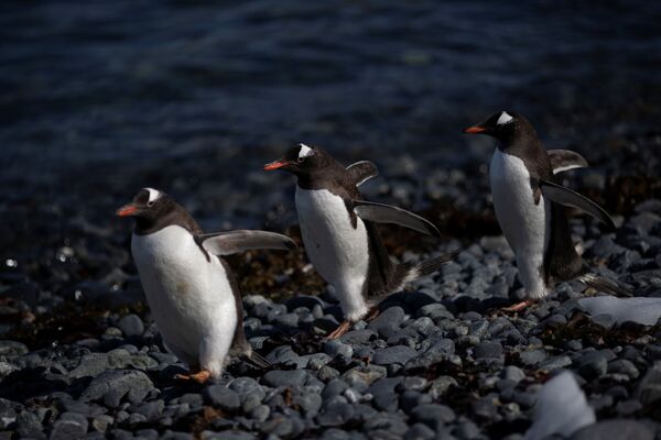 ジェンツーペンギンの群れ　アンヴァース島にて - Sputnik 日本