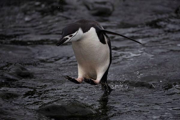 水に飛び込むヒゲペンギン　スノー島にて - Sputnik 日本