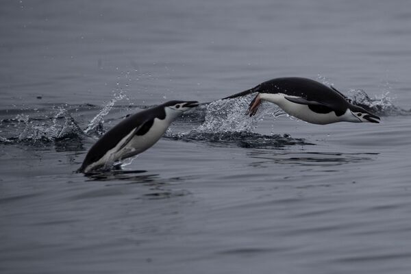 泳ぐヒゲペンギン　トゥー・ハンモック島にて　 - Sputnik 日本