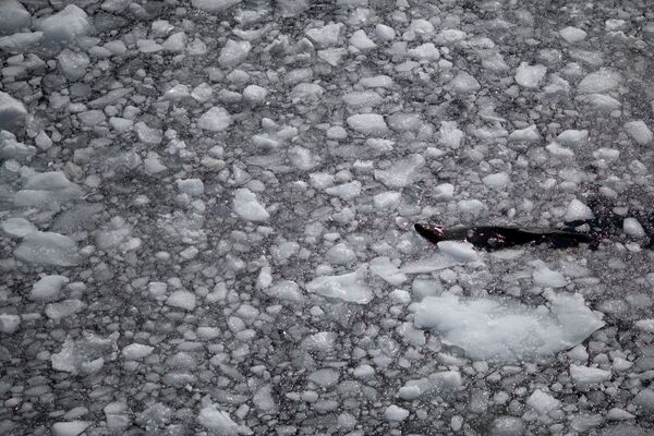 流氷の間を泳ぐアザラシ　アンヴァース島にて - Sputnik 日本