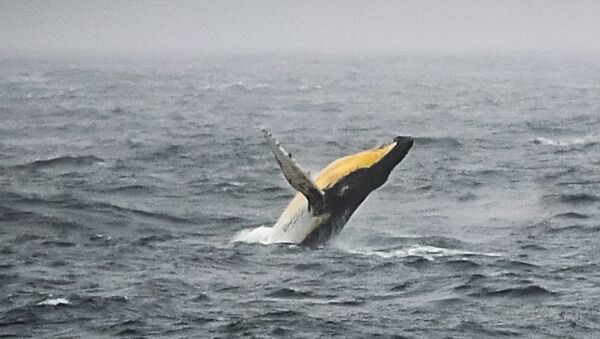ザトウクジラの顎に捕まった男性が生還　米国 - Sputnik 日本