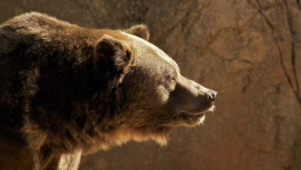 ロシアの自然保護区の熊　カメラに向かって熱情的なダンスを披露！【動画】 - Sputnik 日本