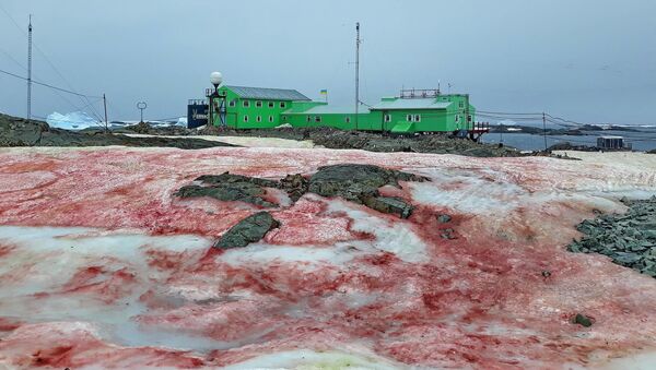 ウクライナの南極基地、「赤い雪」に覆われる - Sputnik 日本