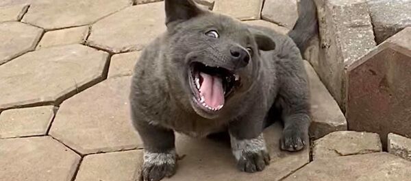 ベトナムの子犬 - Sputnik 日本