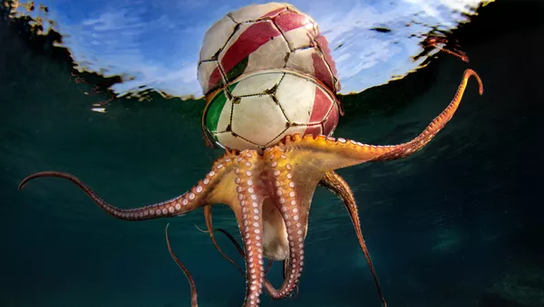 「行動」部門1位入賞作品『タコのトレーニング（Octopus Training）』　パスクアーレ・ヴァッサーロ氏（イタリア） - Sputnik 日本
