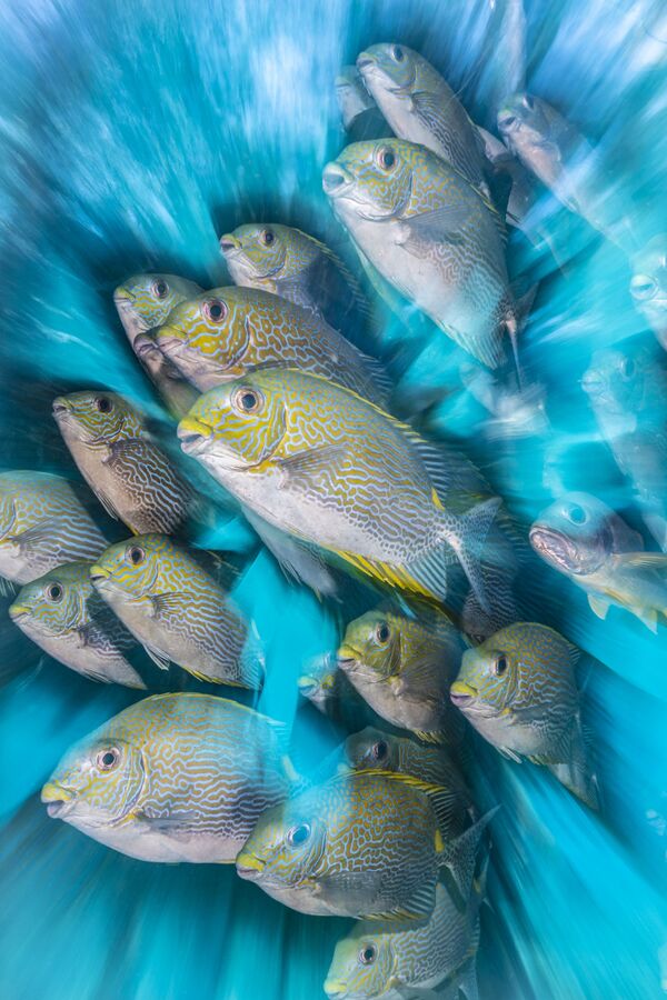 British Underwater Photographer of the Year受賞作品『アイゴのズームブラー（Rabbit Fish Zoom Blur）』　ニコラス・モア氏（英国） - Sputnik 日本