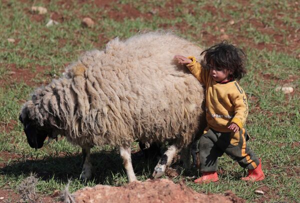 羊とたわむれる難民の子ども（シリア・アザーズ） - Sputnik 日本