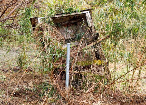 草が生い茂った養蜂箱 - Sputnik 日本