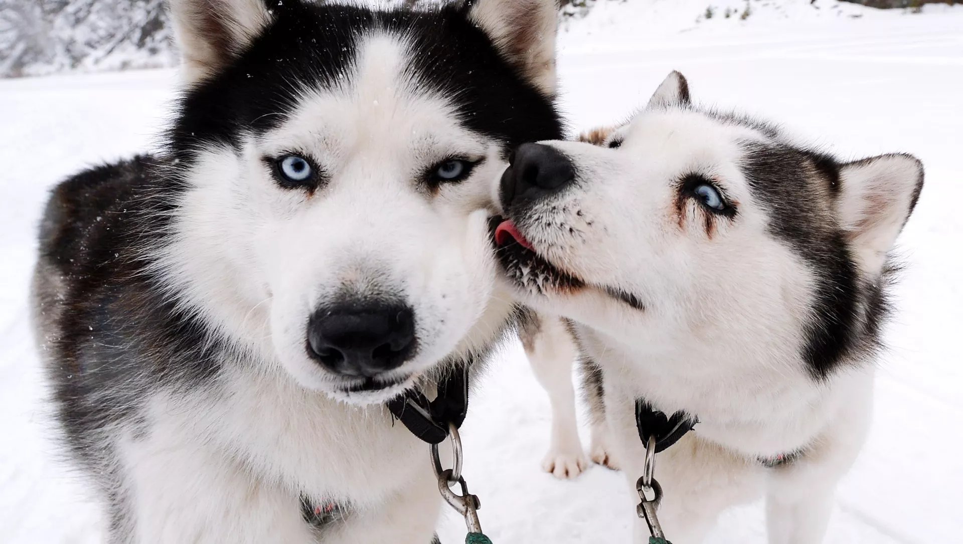 犬