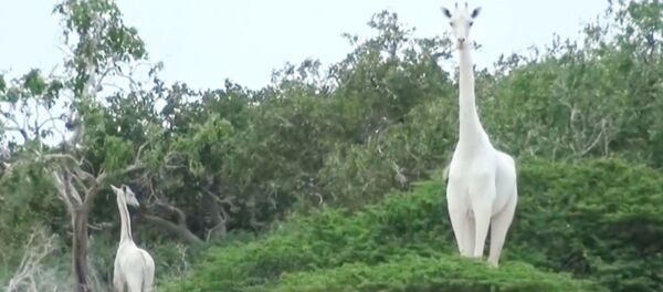 白いキリンの母子 白いキリンの母子 - Sputnik 日本