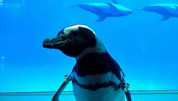 「コロナ」に疲れてしまった貴方へ　ペンギンで癒されよう！