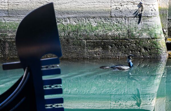 綺麗になった運河を泳ぐ海鳥 - Sputnik 日本