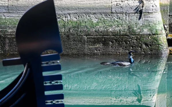 ベネチアで観光客が減少したことで、この都市の運河の水はきれいで透明になり、魚の数も増えました。 ベネチアで観光客が減少したことで、この都市の運河の水はきれいで透明になり、魚の数も増えました。 - Sputnik 日本