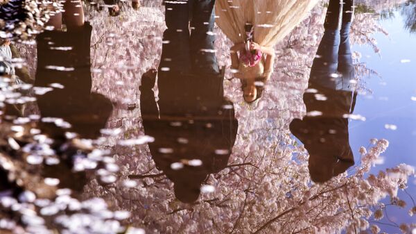 満開の桜の下で写真を撮る家族（米国・ワシントン） - Sputnik 日本