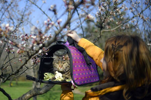 猫と桜を撮影する女性（ルーマニア・ブカレスト） - Sputnik 日本