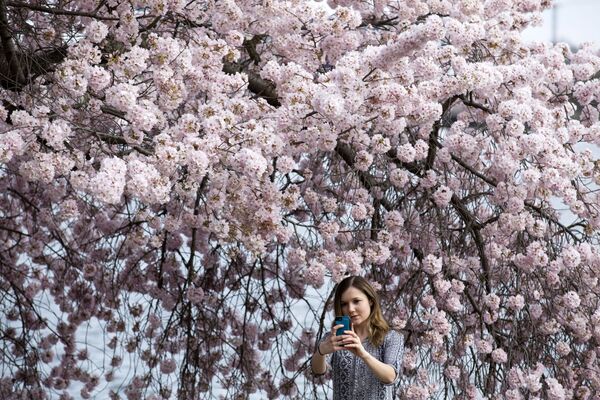 タイダル・ベイスンにて桜を背景に写真を撮る女性（米国・ワシントン） - Sputnik 日本