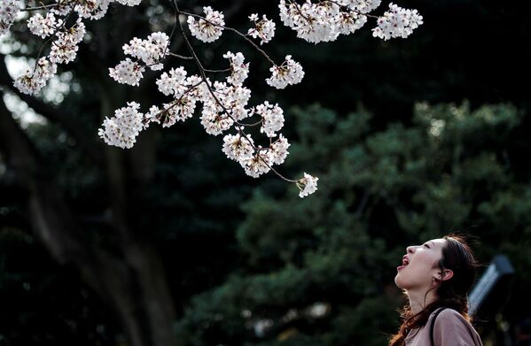 上野公園の桜を堪能する女性（日本・東京） - Sputnik 日本
