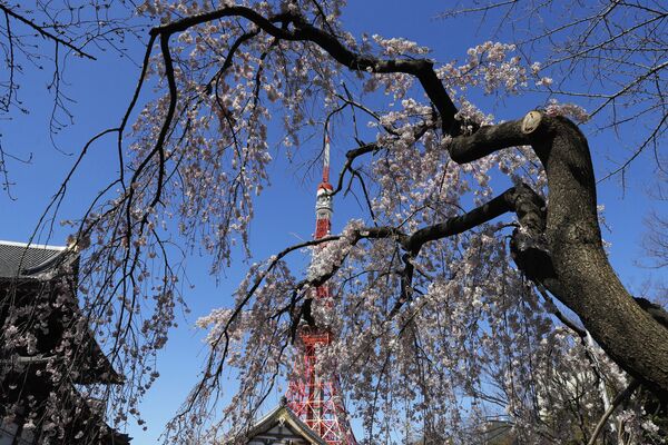 大本山増上寺から撮影した東京タワーと桜（日本・東京） - Sputnik 日本