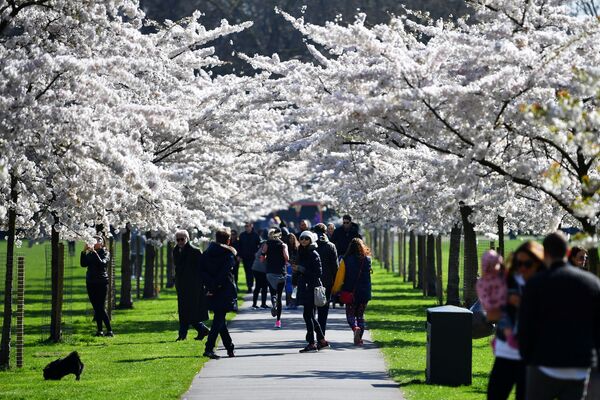 バタシーパークへ花見にやってきた市民（英国・ロンドン） - Sputnik 日本