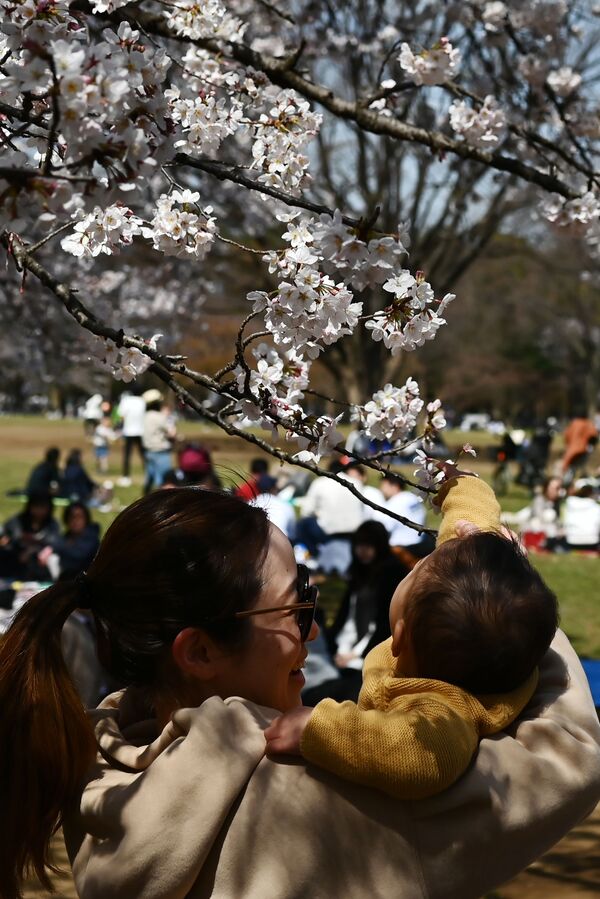 代々木公園で花見を楽しむ親子（日本・東京） - Sputnik 日本