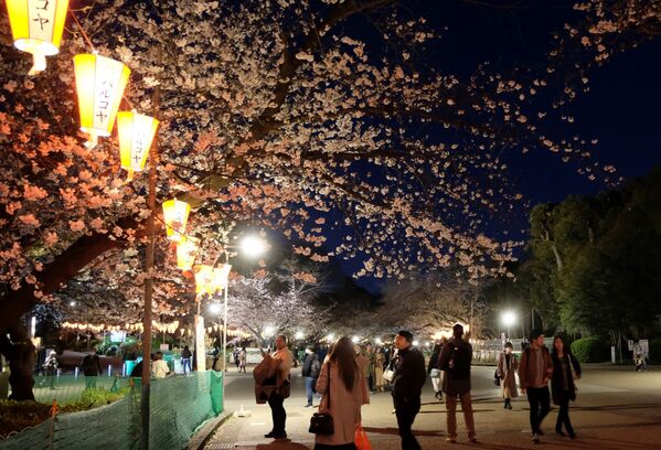 上野公園の夜桜を見に訪れた市民（日本・東京） - Sputnik 日本