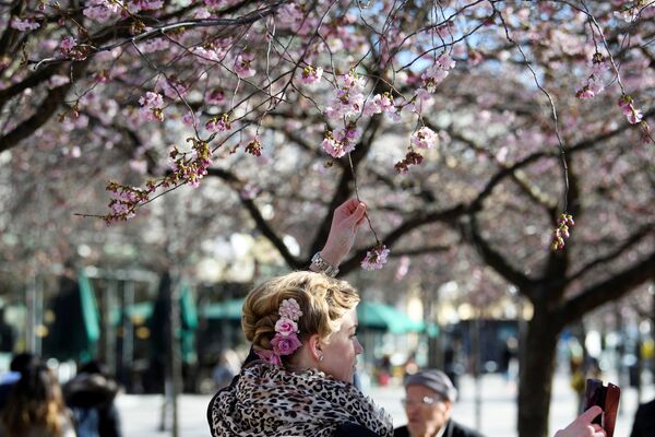 王立公園の桜を撮影する女性（スウェーデン・ストックホルム） - Sputnik 日本