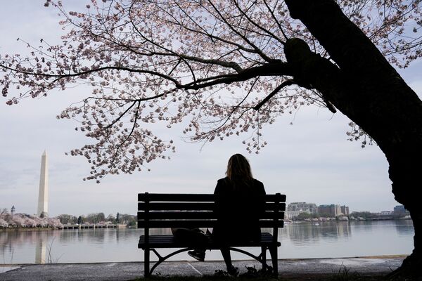 桜の木の下のベンチに座る女性（米国・ワシントン） - Sputnik 日本