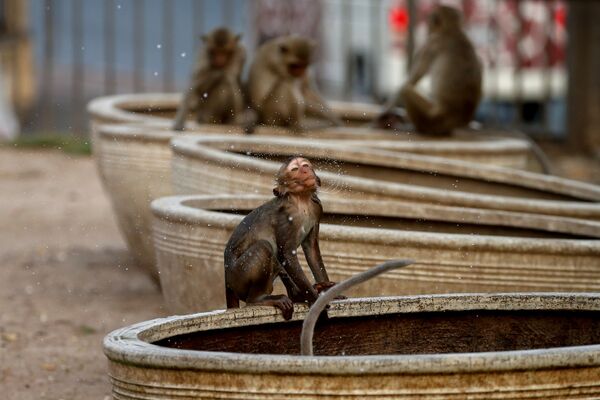 水浴びをする猿 - Sputnik 日本