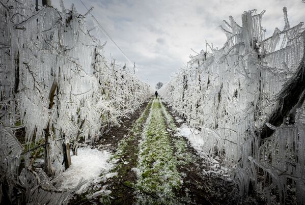 凍結したリンゴの木々（スロバキア） - Sputnik 日本