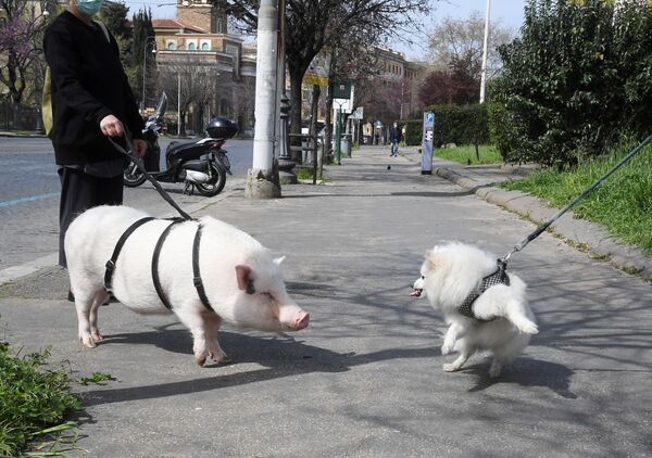 豚を散歩させる市民（イタリア・ローマ） - Sputnik 日本