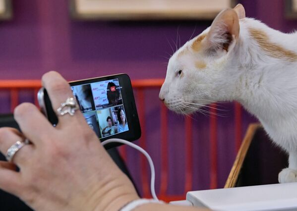 オンライン会議に参加した「ネコ共和国」の猫 - Sputnik 日本