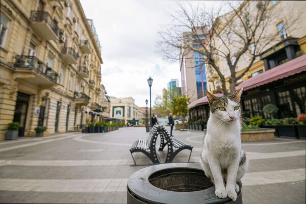 静かな街に猫が一匹（アゼルバイジャン・バクー） - Sputnik 日本