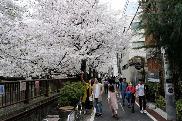目黒川の桜(東京・目黒区) 目黒川の桜(東京・目黒区) - Sputnik 日本