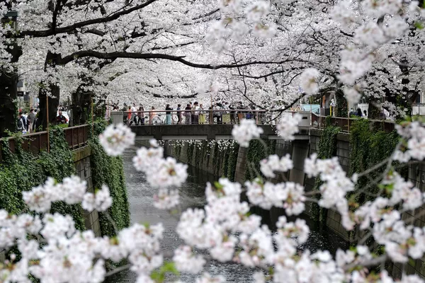 目黒川の桜(東京・目黒区) 目黒川の桜(東京・目黒区) - Sputnik 日本