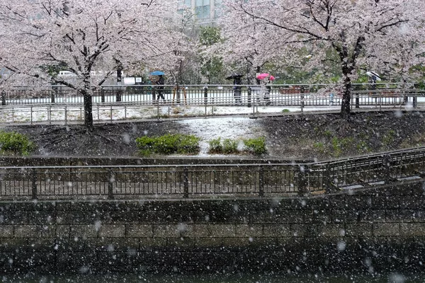 3月29日、桜満開の下東京都心で積雪(東京・目黒) 3月29日、桜満開の下東京都心で積雪(東京・目黒) - Sputnik 日本