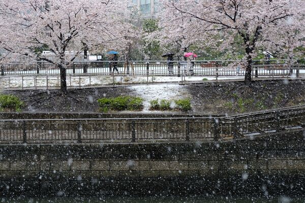 3月29日、桜満開の下東京都心で積雪（東京・目黒） - Sputnik 日本