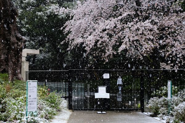 3月29日、桜満開の下東京都心で積雪 - Sputnik 日本