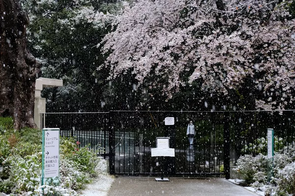 3月29日、桜満開の下東京都心で積雪 3月29日、桜満開の下東京都心で積雪 - Sputnik 日本