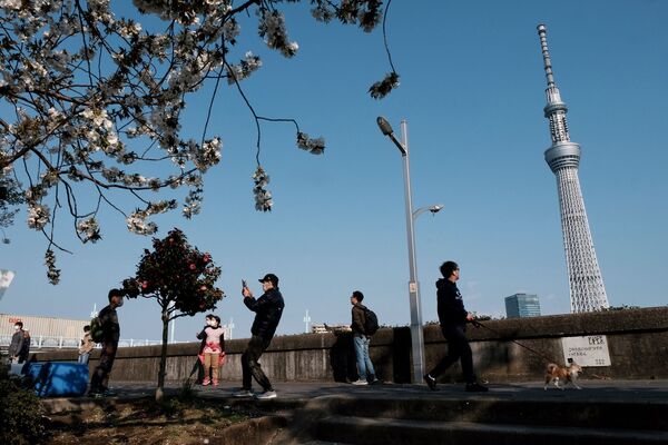 スカイツリー周辺の桜　記念写真を撮る人も（東京・浅草） - Sputnik 日本