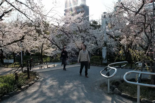 歩きながら花見をする市民(東京) 歩きながら花見をする市民(東京) - Sputnik 日本