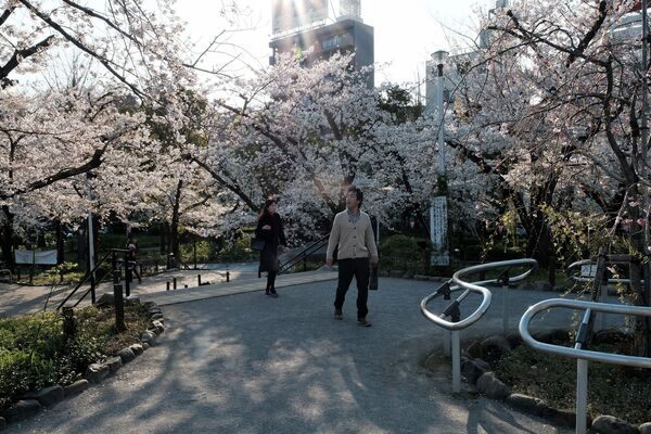歩きながら花見をする市民（東京） - Sputnik 日本