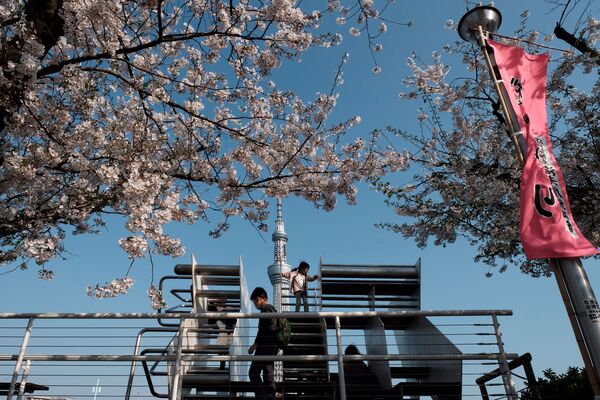 スカイツリー周辺の桜と子ども（東京・浅草） - Sputnik 日本