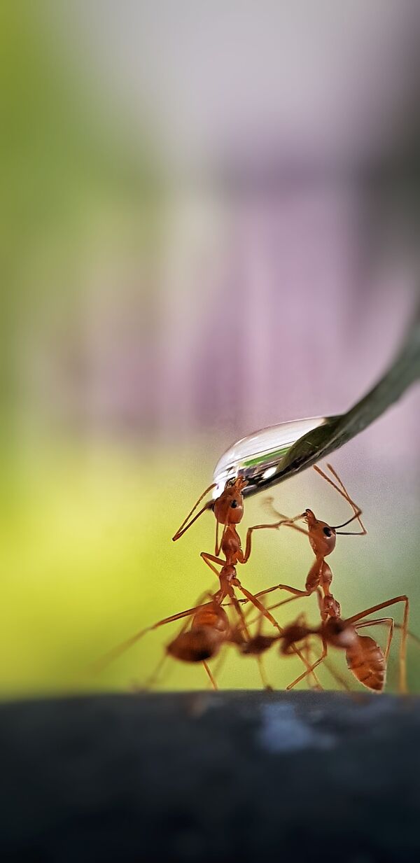 #Water2020優勝作品　フィリピン出身の写真家の作品「Thirsty ants」 - Sputnik 日本