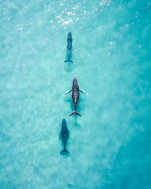 #Water2020ファイナリスト オーストラリア出身の写真家の作品「Spotting these 3 cruising up the coast made my day」 #Water2020ファイナリスト オーストラリア出身の写真家の作品「Spotting these 3 cruising up the coast made my day」 - Sputnik 日本