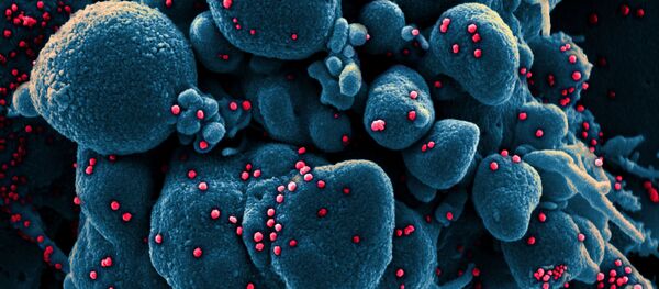 コロナウイルスに囲まれている細胞 コロナウイルスに囲まれている細胞 - Sputnik 日本