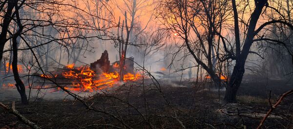チェルノブイリ立ち入り禁止区域 森林火災 チェルノブイリ立ち入り禁止区域 森林火災 - Sputnik 日本